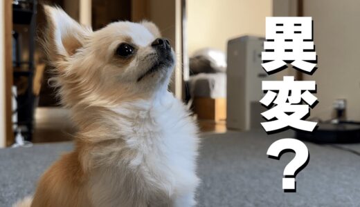 この犬…匂う！そんな時はこれでバッチリ！清潔感を出してチワワの体を綺麗にしよう！