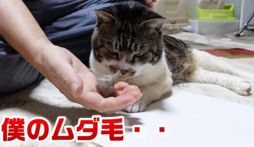 ファーミネーターでムダ毛をごっそり取っちゃおう！猫をブラッシング☆リキちゃんの毛で小リキちゃん？【リキちゃんねる】キジシロねこのいる暮らし