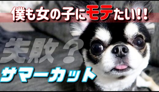 [犬]サマーカット（チワワ）で清潔感アップ。雌犬にモテたい年頃！？2020年版