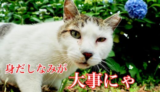 【癒し猫】モテるためには清潔感が大切！ぽっちゃりお腹もしっかりグルーミング【可愛い】野良猫動画