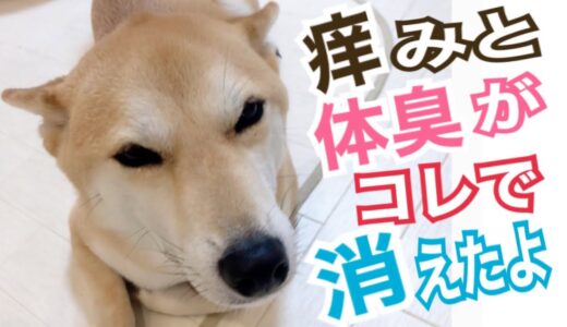 【柴犬 もみさん】痒みとキツイ体臭が治った柴犬　Shiba Inu Momisan ‘s itch has healed