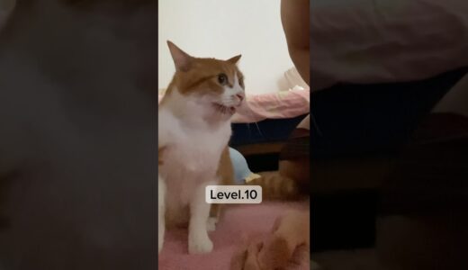 猫のリアクションで測る寝起きの口臭レベルw　#shorts