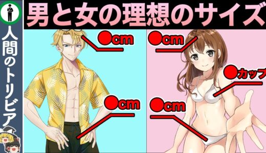 【男女別】男女の体の理想のサイズ全まとめ【教育】