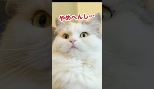 爪を噛むクセがやめられない猫 #Shorts