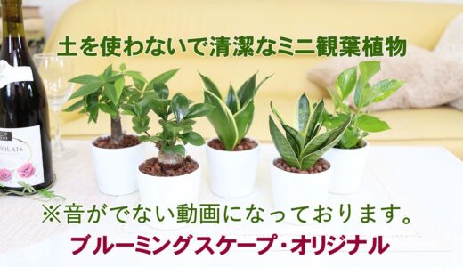 土を使わず清潔感あるスモールサイズ観葉植物 ホワイトプラスチック鉢＋水位計付き