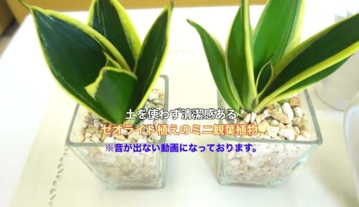 土を使わず清潔感あるゼオライト植えのミニ観葉植物 ｜#サンスベリア#ハイドロカルチャー #土を使わない観葉植物 #水耕栽培 #清潔感もある観葉植物 #ブルーミングスケープ