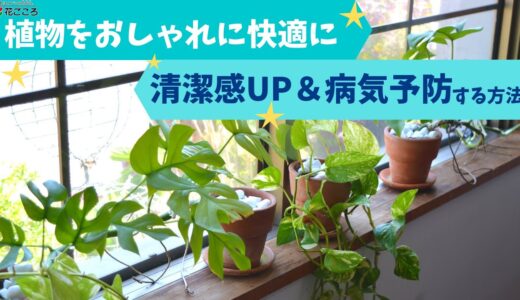 植物を清潔感UP＆病気予防する方法【おしゃれで快適】