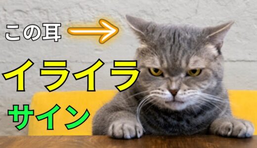 猫が不快に思う飼い主の行動とイライラするときに見せるサイン