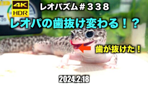 レオパの歯抜け変わる！？2024.2.18【レオパ専用チャンネル！】〜レオパズム  by  SHIGE〜No.338