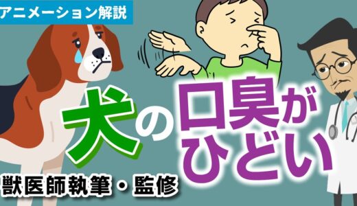 犬の口臭がひどい症状について【獣医師執筆監修】症状から治療方法