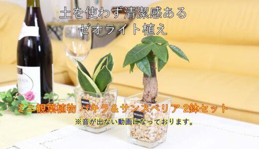 土を使わず清潔感あるゼオライト植えのミニ観葉植物 パキラ＆サンスベリア 2鉢セット｜#ハイドロカルチャー #土を使わない観葉植物 #水耕栽培 #清潔感もある観葉植物 #ブルーミングスケープ