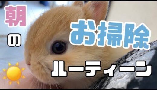 【清潔感】うさぎと飼い主の毎朝のお掃除ルーティーン