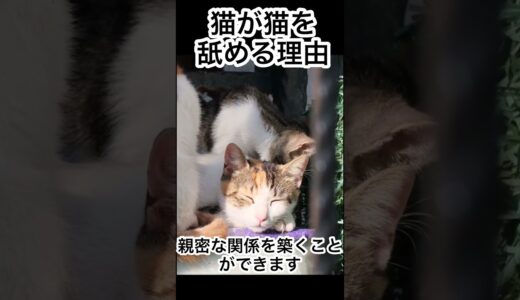 猫が猫を舐める理由#shorts #猫ミーム #おもしろ動画 #猫の日常 #ゆっくり茶番