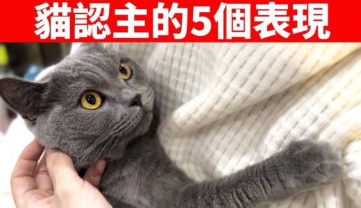 貓咪認主的5大表現！如果5種全中，不用懷疑，你已經是它主人了！【貓咪行為學EP36】