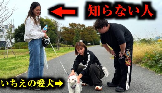 自分の愛犬を知らない人が散歩してたら気づくのか検証してみた！