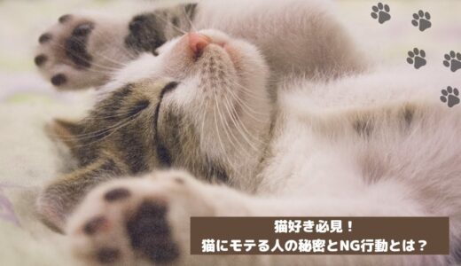 「猫好き必見！猫にモテる人の秘密とNG行動とは？」