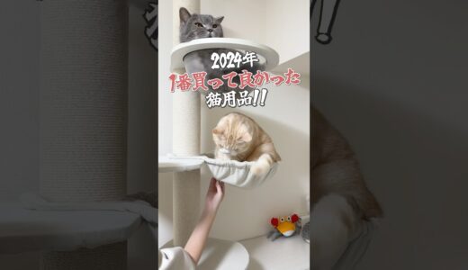 #猫 #ねこ #猫動画 #cat #猫グッズ