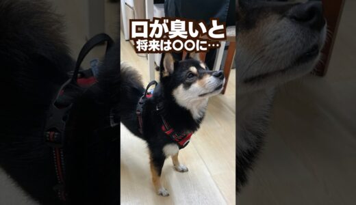 愛犬の口臭が気になる…まさか！#心臓病 #犬  #動物病院 #獣医師  #咳  #心拍数 #心不全  #僧帽弁 #歯周病 #肺水腫 #ごとふ #病気  #口臭 #歯