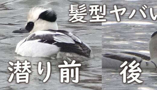 ミコアイサで初心🐤パンダガモ